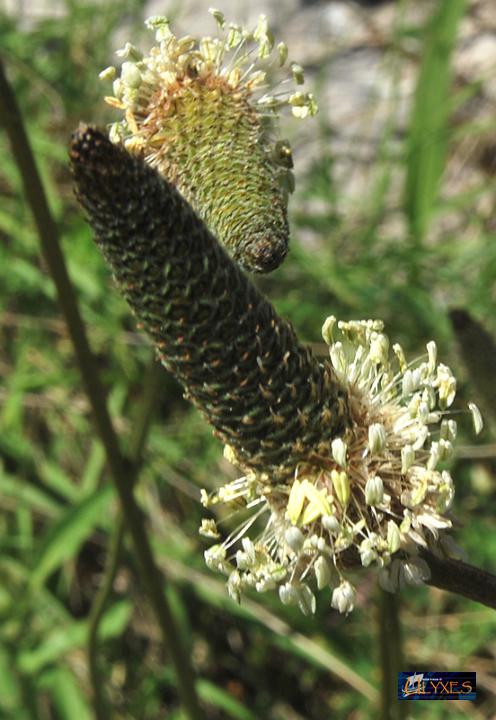 plantago lagopus.JPG